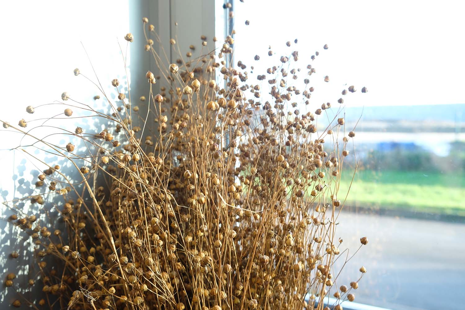 Camille DELIGNE nous montre un bouquet de lin séché. Saviez-vous à quoi ressembler cette plante ? Non, et bien la voici ! © Globe Reporters