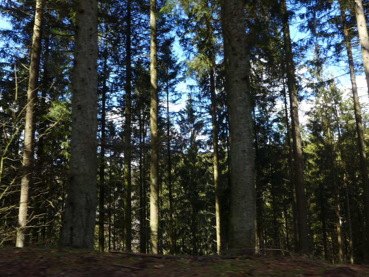 La voiture traverse des forêts, habitat idéal pour les grands mammifères qui sont les proies du loup © Globe Reporters