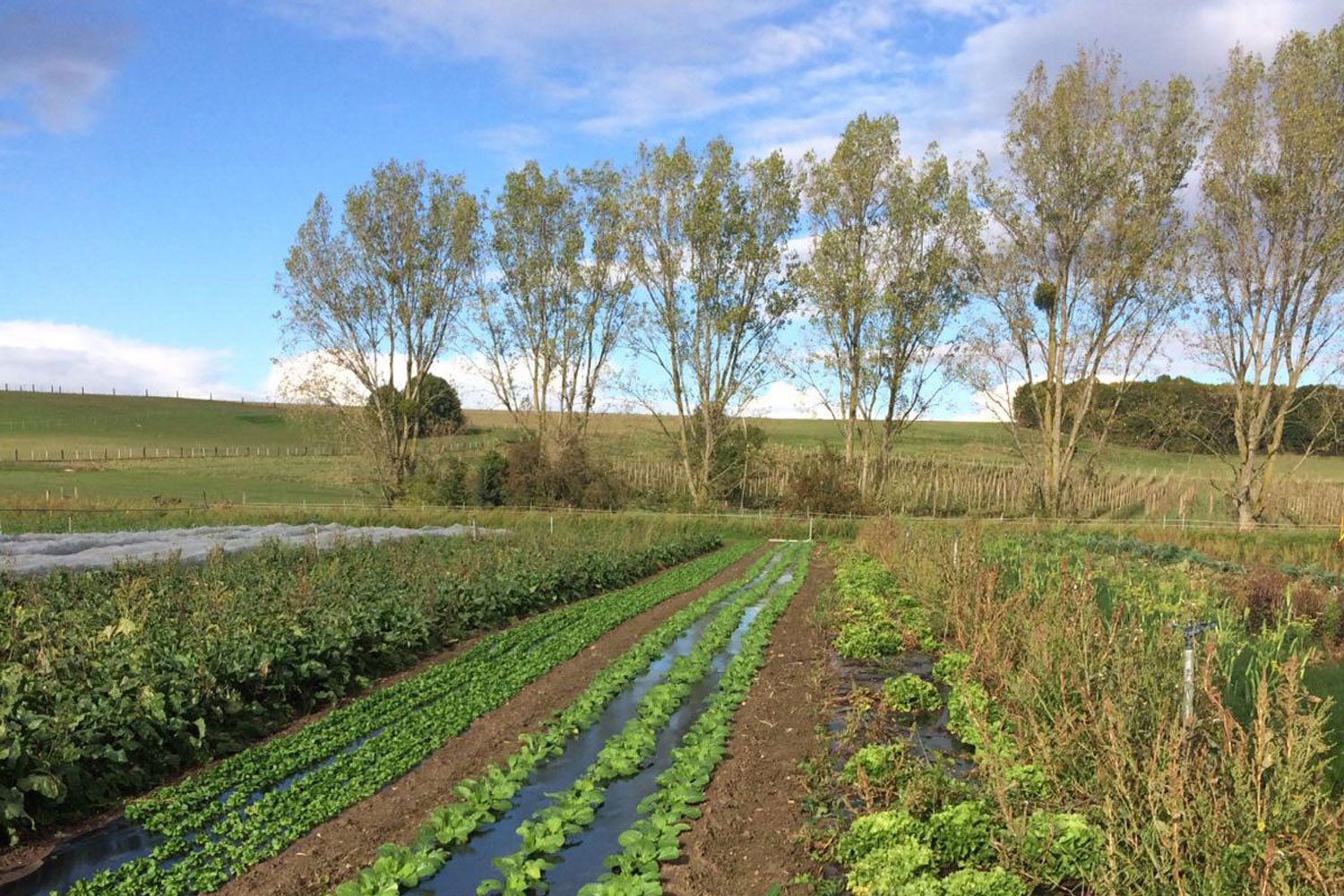 Sur cette photo, nous apercevons certains des légumes qui sont proposés aux amapiens et aux amapiennes, dont des salades © R MILLER