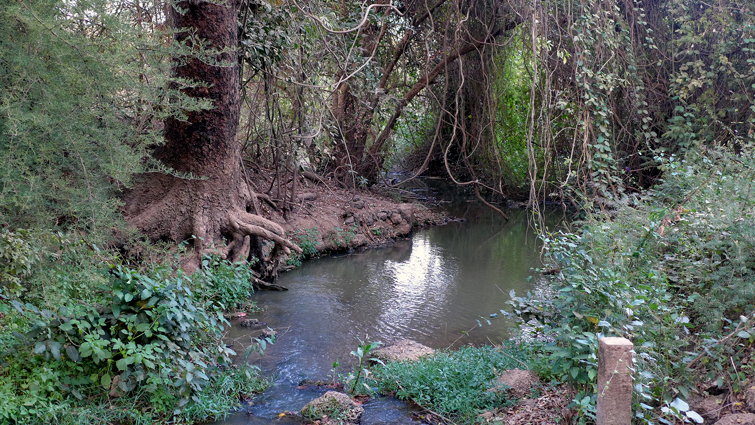 Il y a des petits cours d’eau qu’on peut traverser grâce à des ponts en bois tous charmants. 