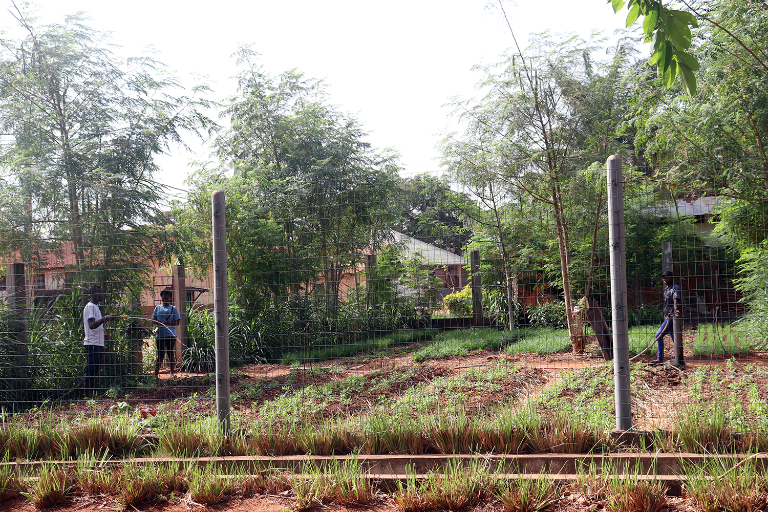 Songhaï a développé une technologie pour renforcer la production avec des semences améliorées que les agriculteurs peuvent se procurer. 