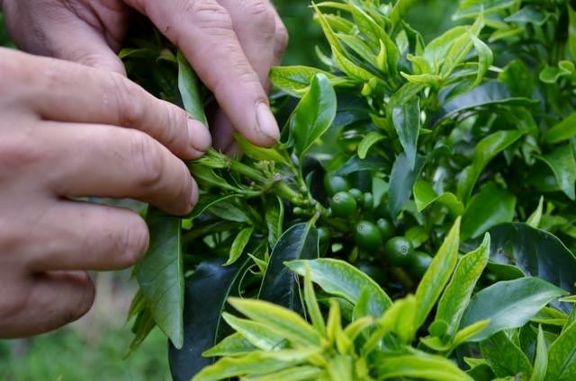 Les cerises des caféiers donnent les graines de café.