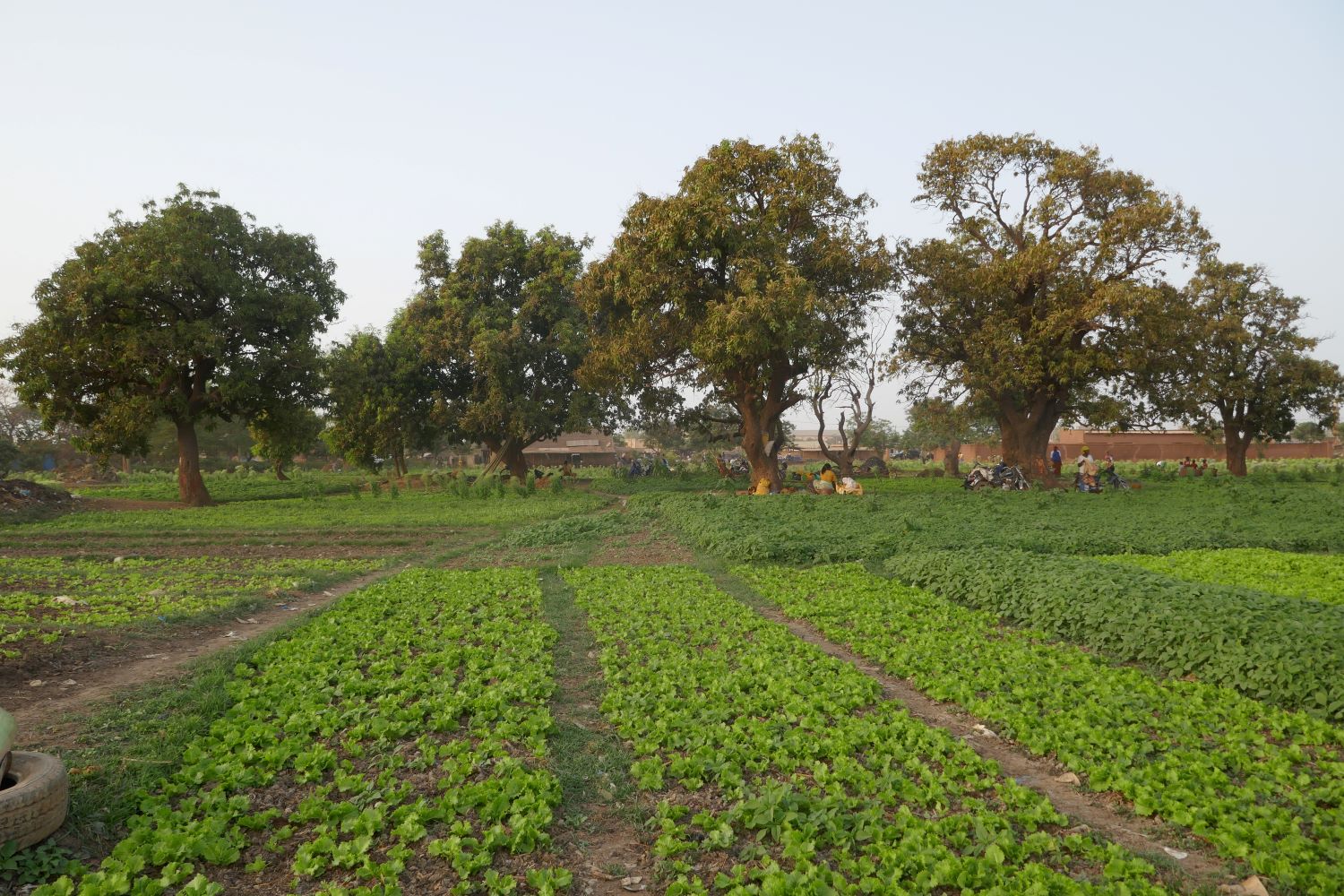 Les jardins potagers forment un joli paysage vert au milieu de la ville, de la chaleur et du vent d’Harmattan © Globe Reporters