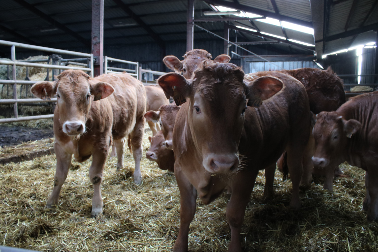 L’éleveur vend environ 70 veaux chaque année sous l’appellation Veaux d’Aveyron et du Ségala. Ce nom est un gage de qualité © Anouk PASSELAC / Globe Reporters