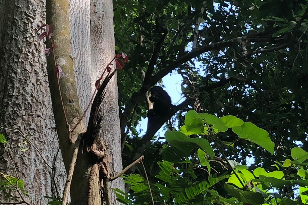 Dans les arbres, des guetteurs veillent.