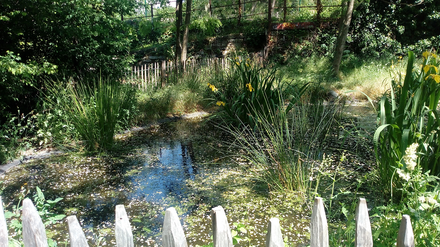 Pour illustrer les articles en préparation, notre journaliste part à la recherche de la biodiversité urbaine à Paris. Comme ici, sur la petite ceinture accessible au public, dans le 12 ème arrondissement © Globe Reporters