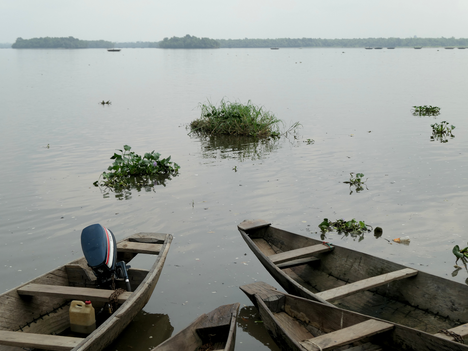 Selon les pêcheurs, les plantes invasives à la dérive bouchent les criques et empêchent les poissons de s’y réfugier © Globe Reporters