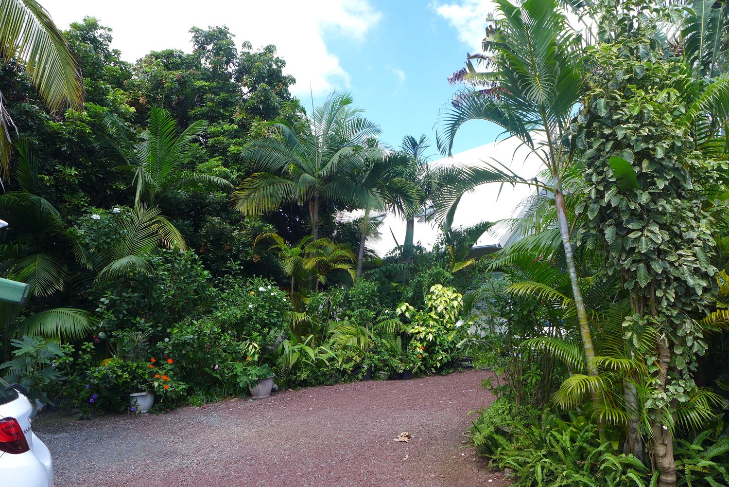 Ginette a un très grand jardin derrière sa maison. Elle explique que c’est elle qui y a planté tous les arbres. Aujourd’hui, elle n’a plus l’énergie pour l’entretenir, alors un jardinier vient cinq heures par semaine pour s’en occuper. C’est un jardin typique créole : beaucoup d’arbres pour faire de l’ombre et rester au frais, un potager et des arbres fruitiers. 