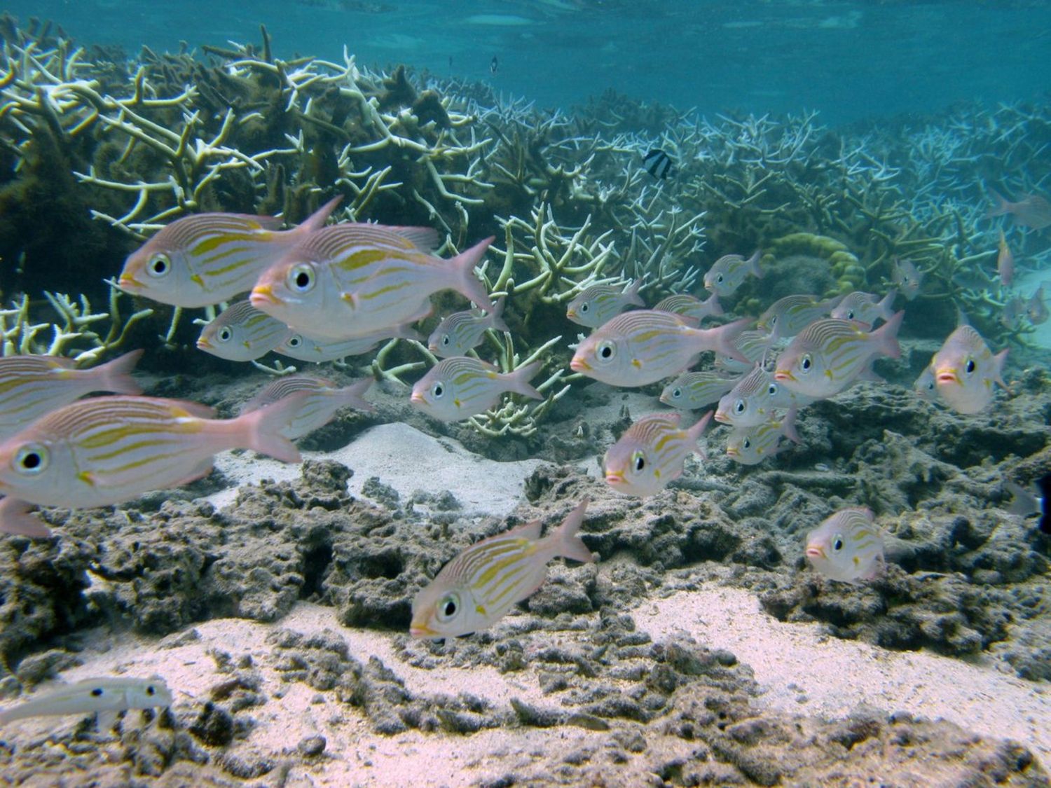 Un banc de poissons (gnathodentex aureolineatus) dans le lagon de l’ermitage. © Bruce Cauvin