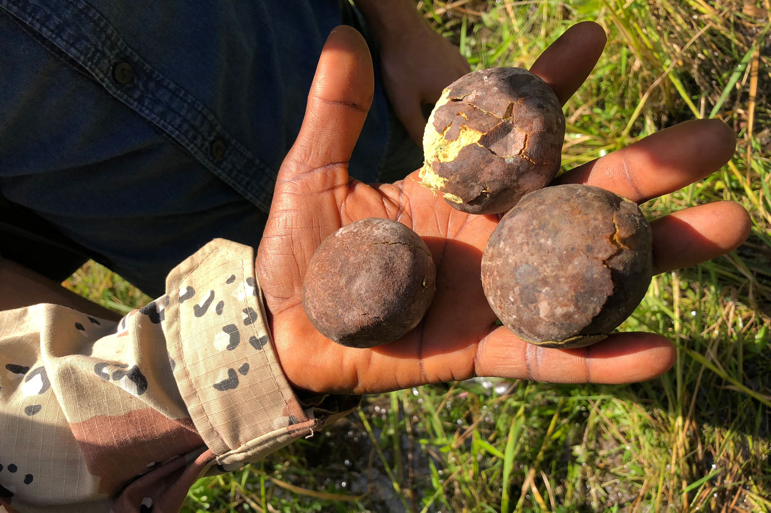 Le fruit du fromager dont raffole l’éléphant de forêt.