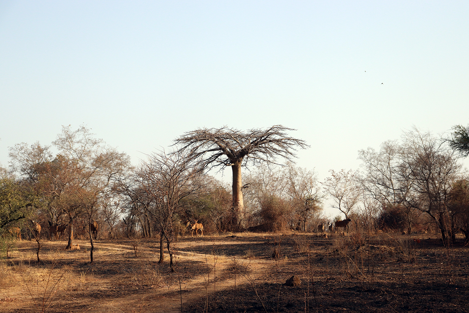 Des antilopes à la recherche d’ombre pour attendre la fin de la chaleur et se mettre en mouvement vers les mares d’eau. 