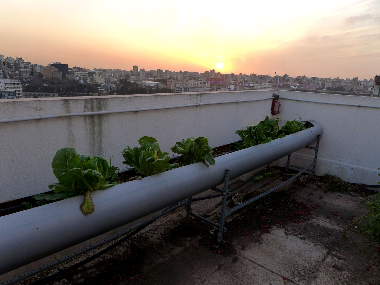 Tomates, choux, etc… un vrai potager sur le toit.