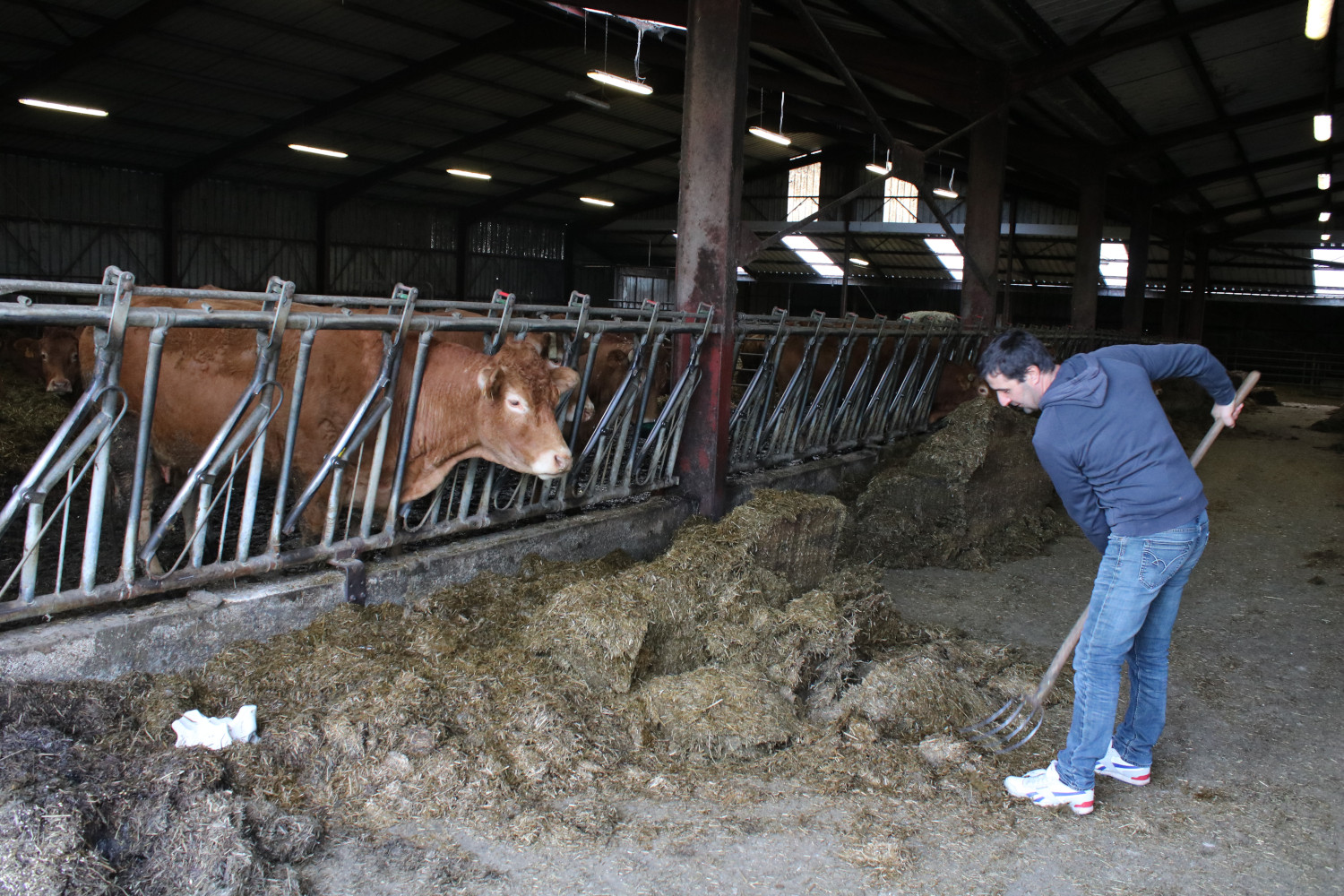 Toutes ces vaches sont de race Limousine © Anouk PASSELAC / Globe Reporters