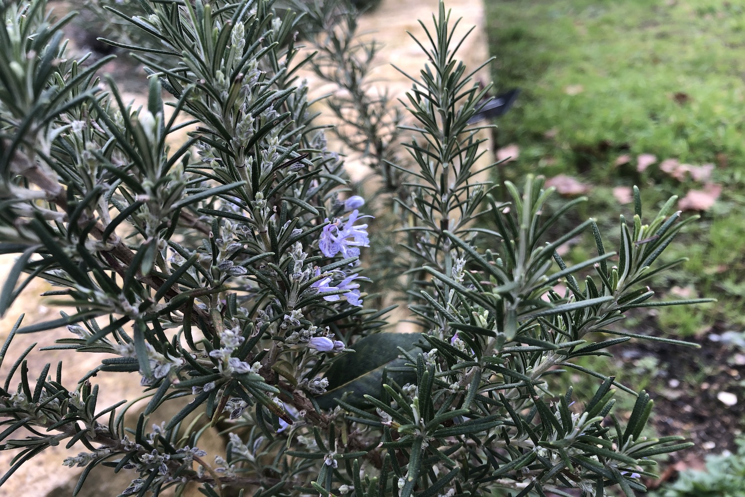 L’hiver est la période de floraison du romarin, une herbe aromatique très utilisée en cuisine. La plante méridionale a de toutes petites fleurs violettes © Globe Reporters