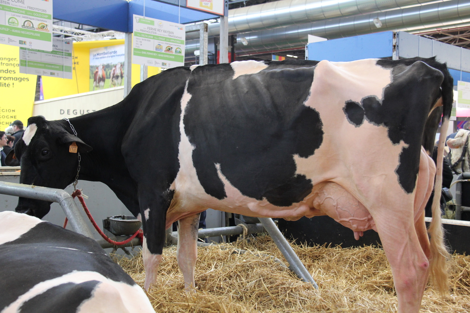 Il ne faut pas se fier aux côtes apparentes des vaches Holstein : elles sont bien nourries et sont de grandes productrices de lait © Globe Reporters