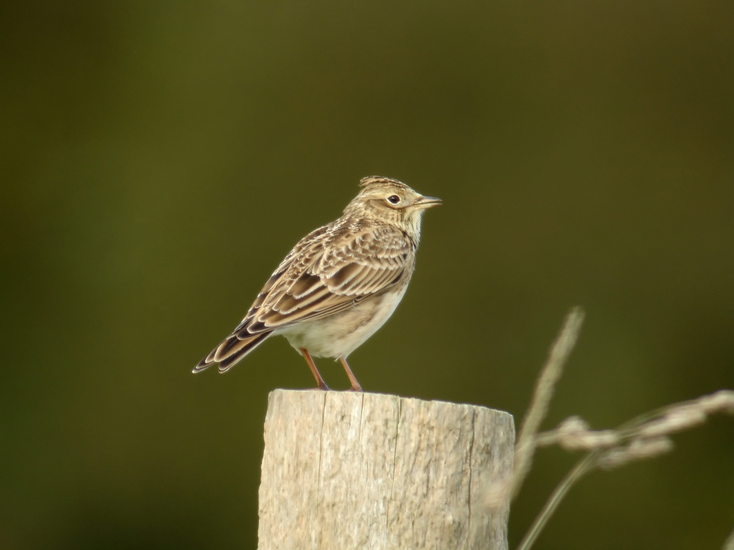 Les globe-reporters ont choisi de travailler sur l’alouette des champs, un oiseau agricole menacé © Fabrice CROSET pour la LPO