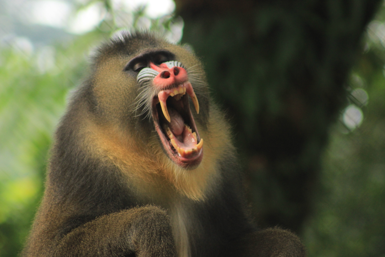 L’une des espèces les plus menacées est le drill © Limbé Wildlife Center