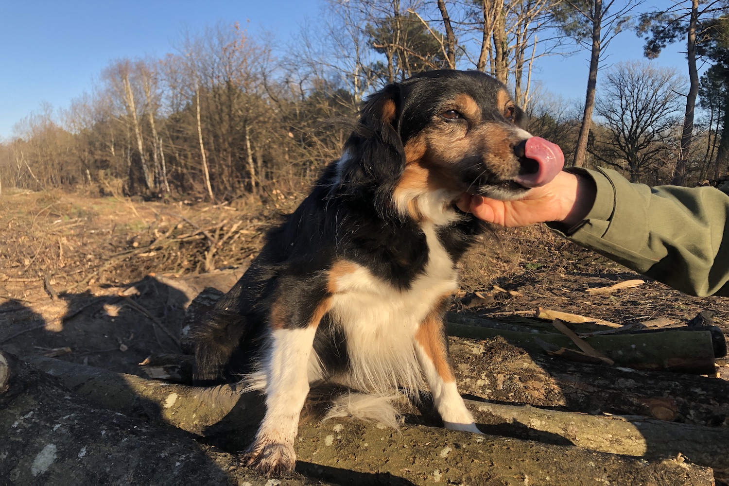 Mégane est mi-border collie, mi-épagneul breton. Elle suit son maître comme son ombre au milieu des troncs calcinés © Globe Reporters