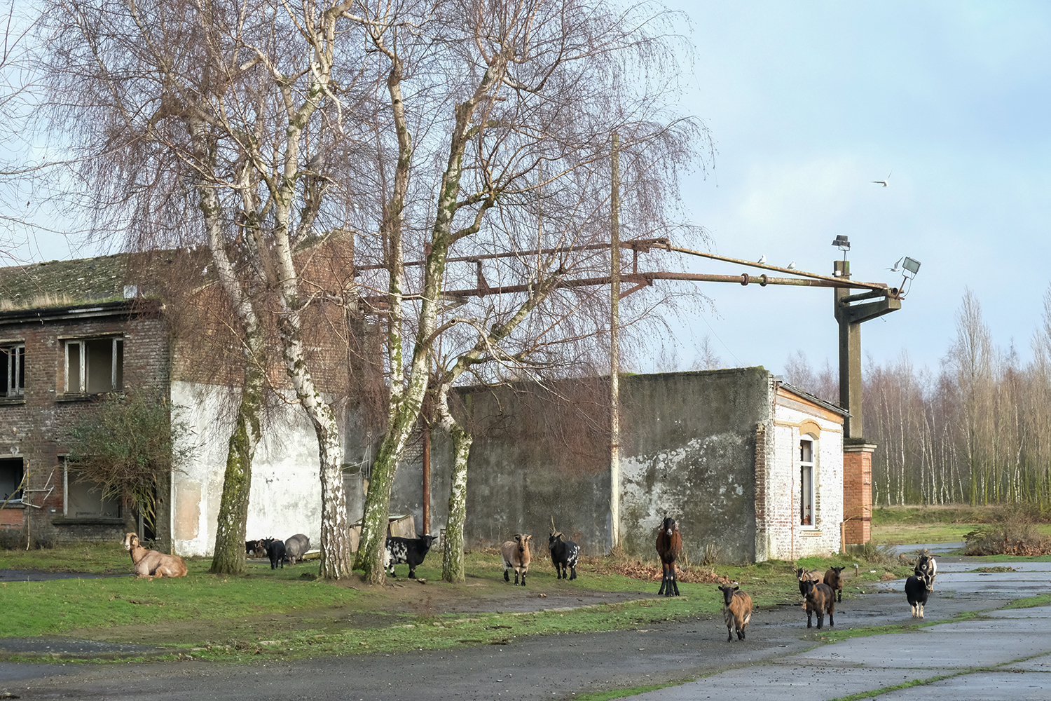 Nicolas FRANCK propose à la journaliste de faire visiter le village dont il est si fier. Le tour commence par la friche VICAT à l’intérieur de laquelle des animaux ont trouvé refuge. Le gardien des lieux s’en occupe.