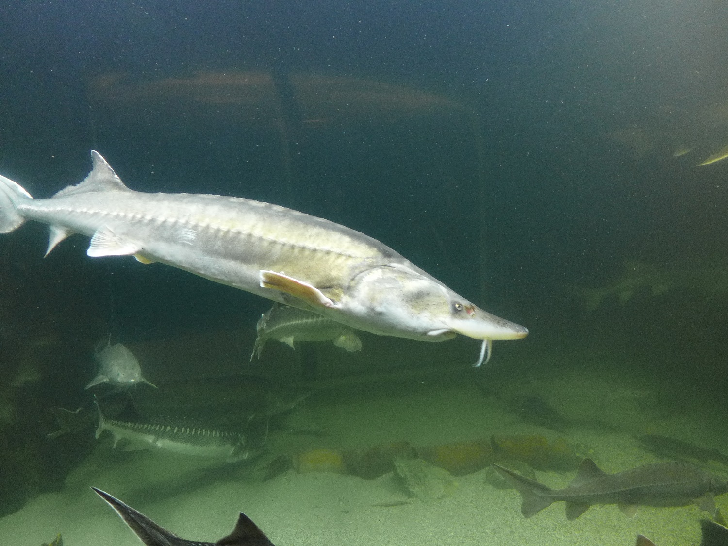 L’esturgeon est une très vieille espèce de poisson, qui est apparue en même temps que les dinosaures, il y a environ 200 millions d’années. Mais lui, il a survécu à l’extinction !