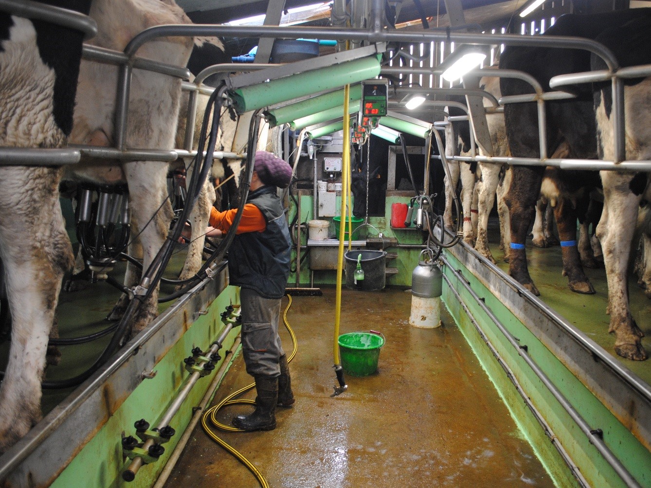 Dans la salle de traite © Globe Reporters