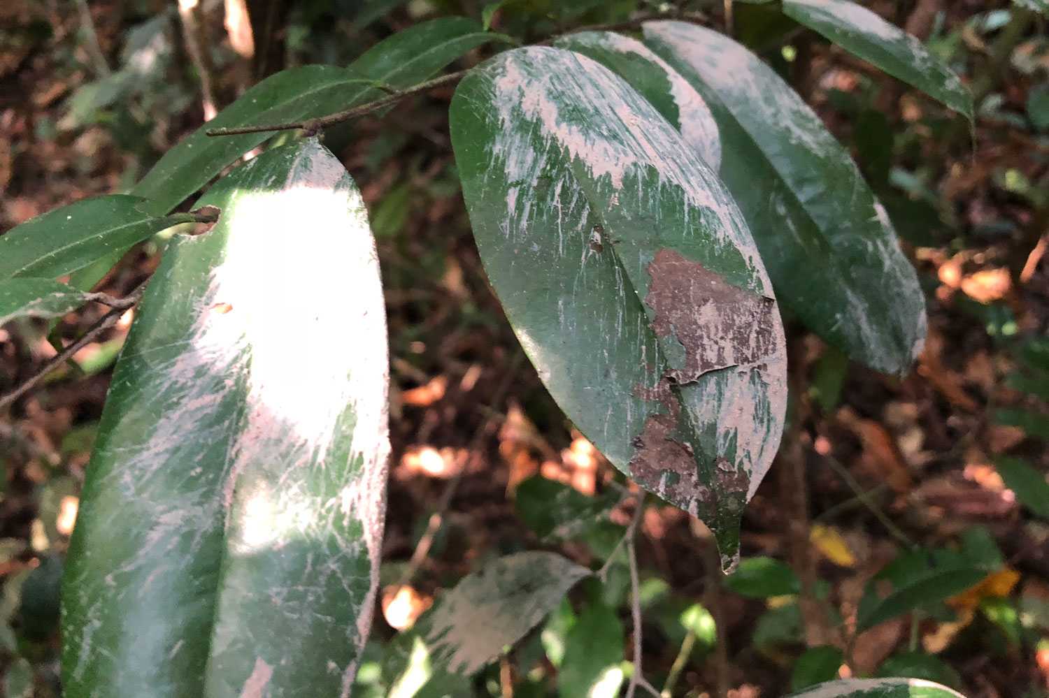 Les feuilles pleines de boue séchée laissée au passage de l’éléphant après s’en être barbouillé le corps près d’un bas-fond.