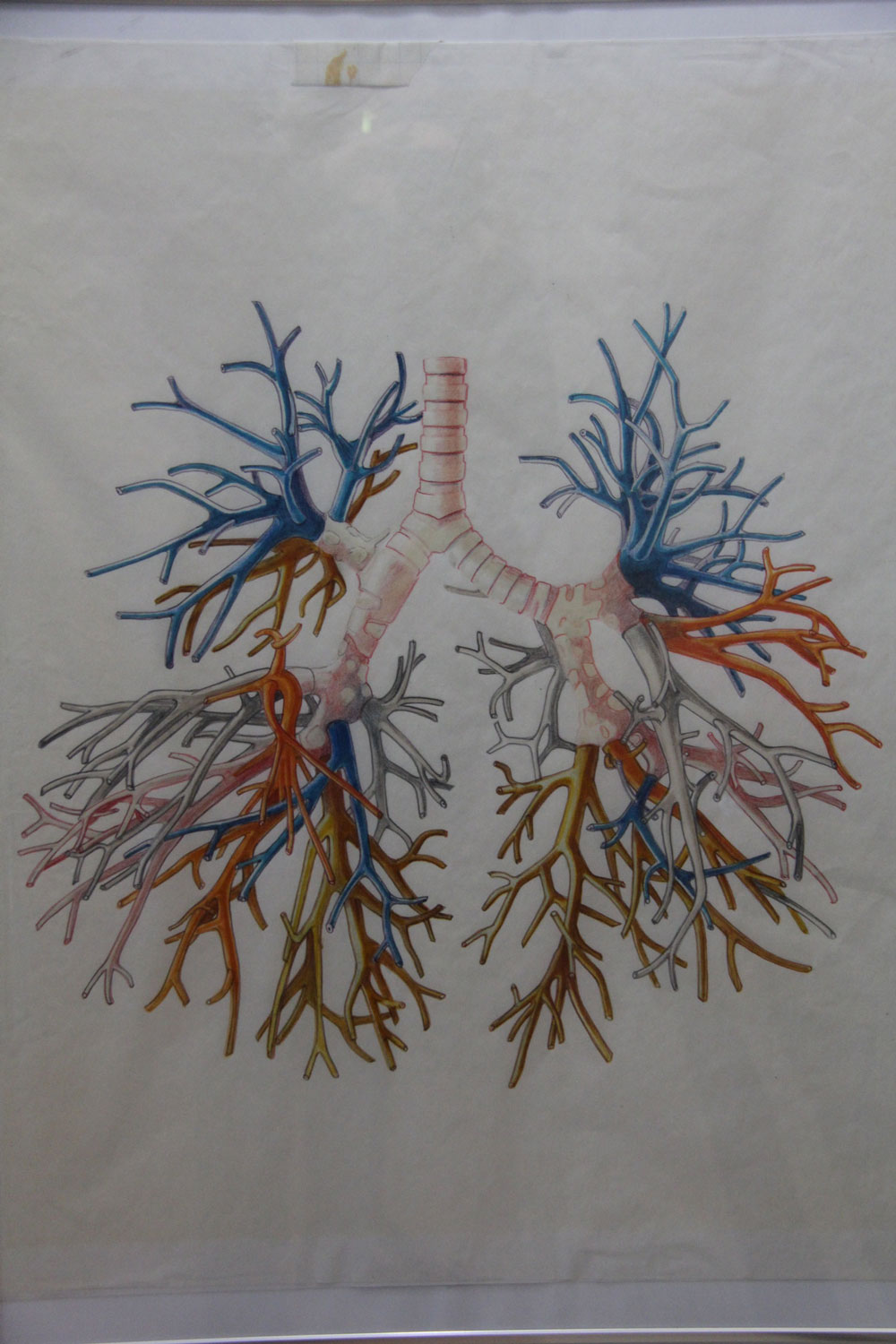 Voici les bronches que vous avez dans vos poumons et qui vous permettent de respirer © Globe Reporters
