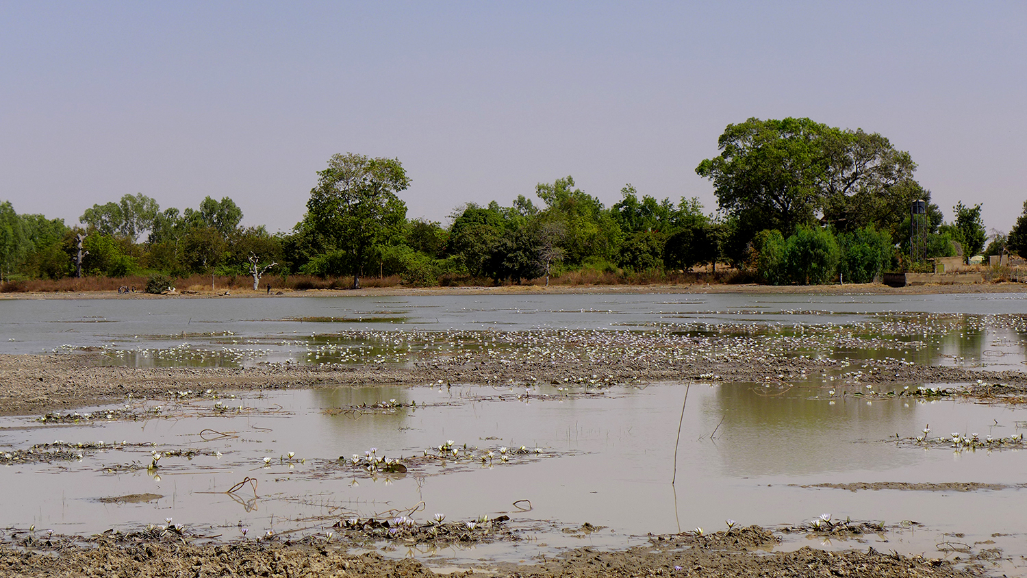 Les crocodiles ne sont pas les seuls à habiter la mare de Bazoulé. C’est aussi l’habitat de grenouilles, de poissons et d’oiseaux. 