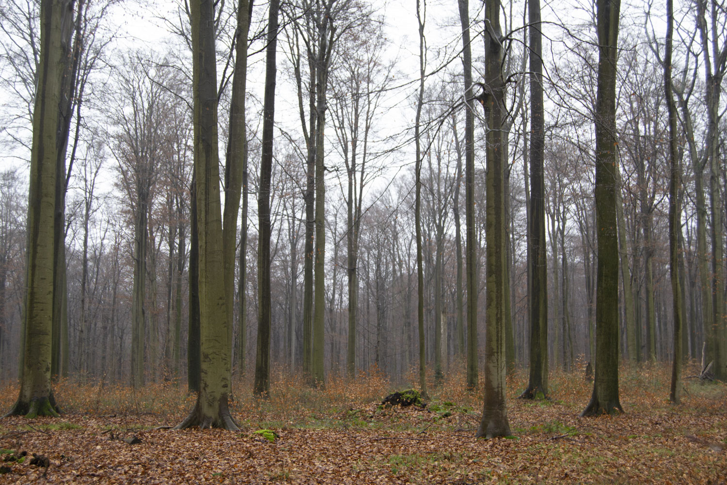 La forêt de Soignes, vue de la Drève Saint-Hubert © Globe Reporters