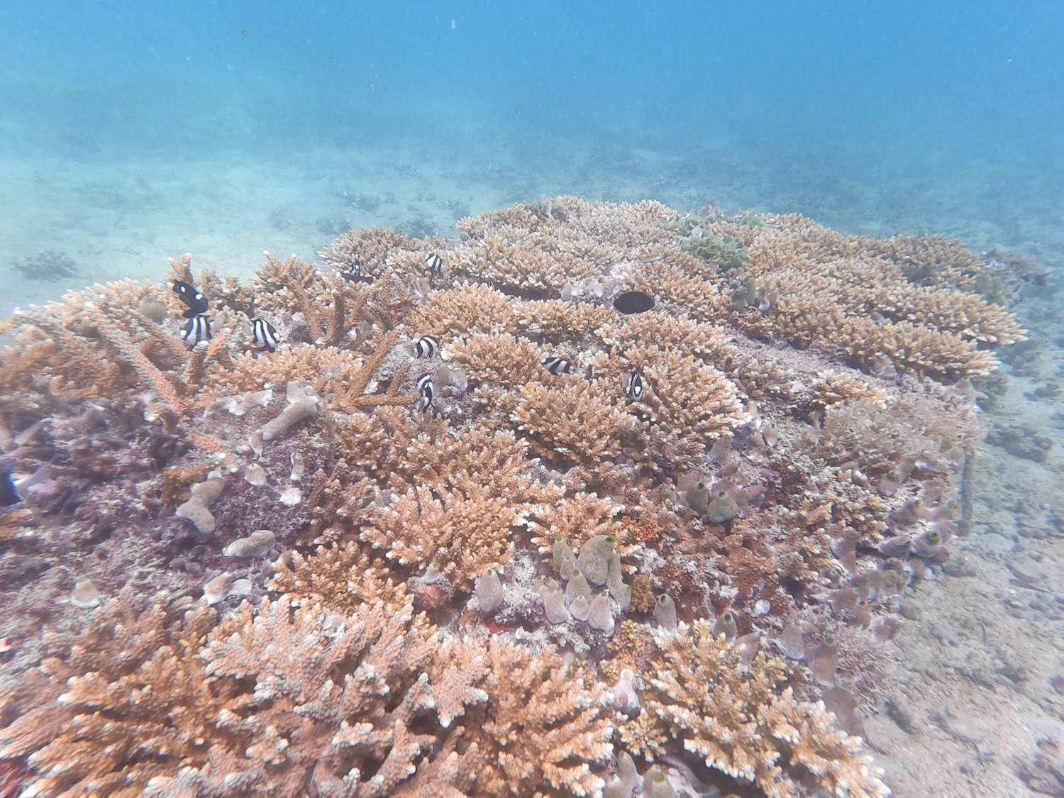 Table de coraux sur la pépinière d’Ankaranjelita, au nord de Toliara. Genre Acropora © Gildas/IH.SM