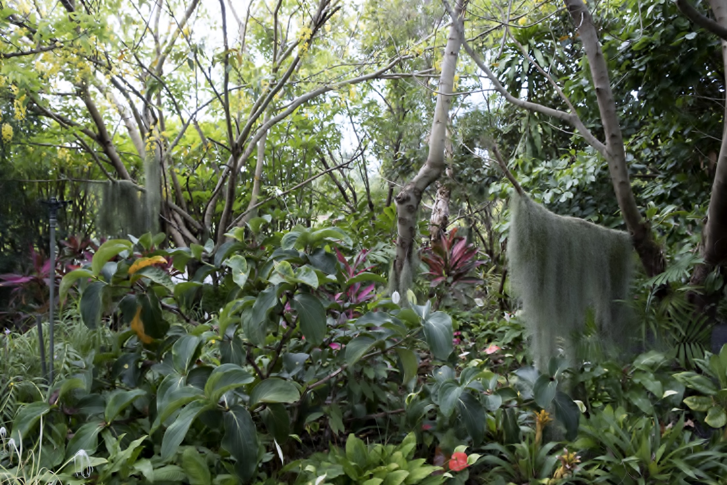 Dans les jardins réunionnais, les anciens plantaient beaucoup d’arbres pour faire de l’ombre et apporter de la fraîcheur dans les maisons.