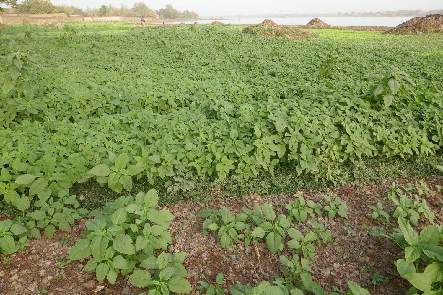 Légumes verts pour préparer les sauces qui accompagnent le riz et le tôt, indispensables dans chaque bon repas au Burkina Faso © Globe Reporters