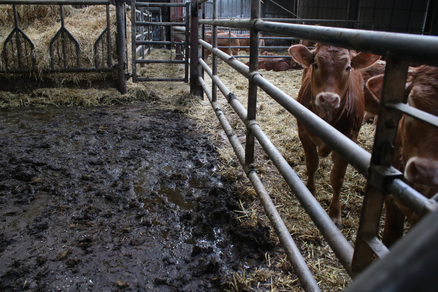 Dans l’étable, certains sols sont couverts de paille et d’autres pas. En journée, les vaches et les veaux font leurs besoins à même le sol. L’agriculteur passe tous les deux jours pour racler ce fumier. C’est cette matière-là qu‘il veut valoriser grâce à un méthaniseur © Anouk PASSELAC / Globe Reporters