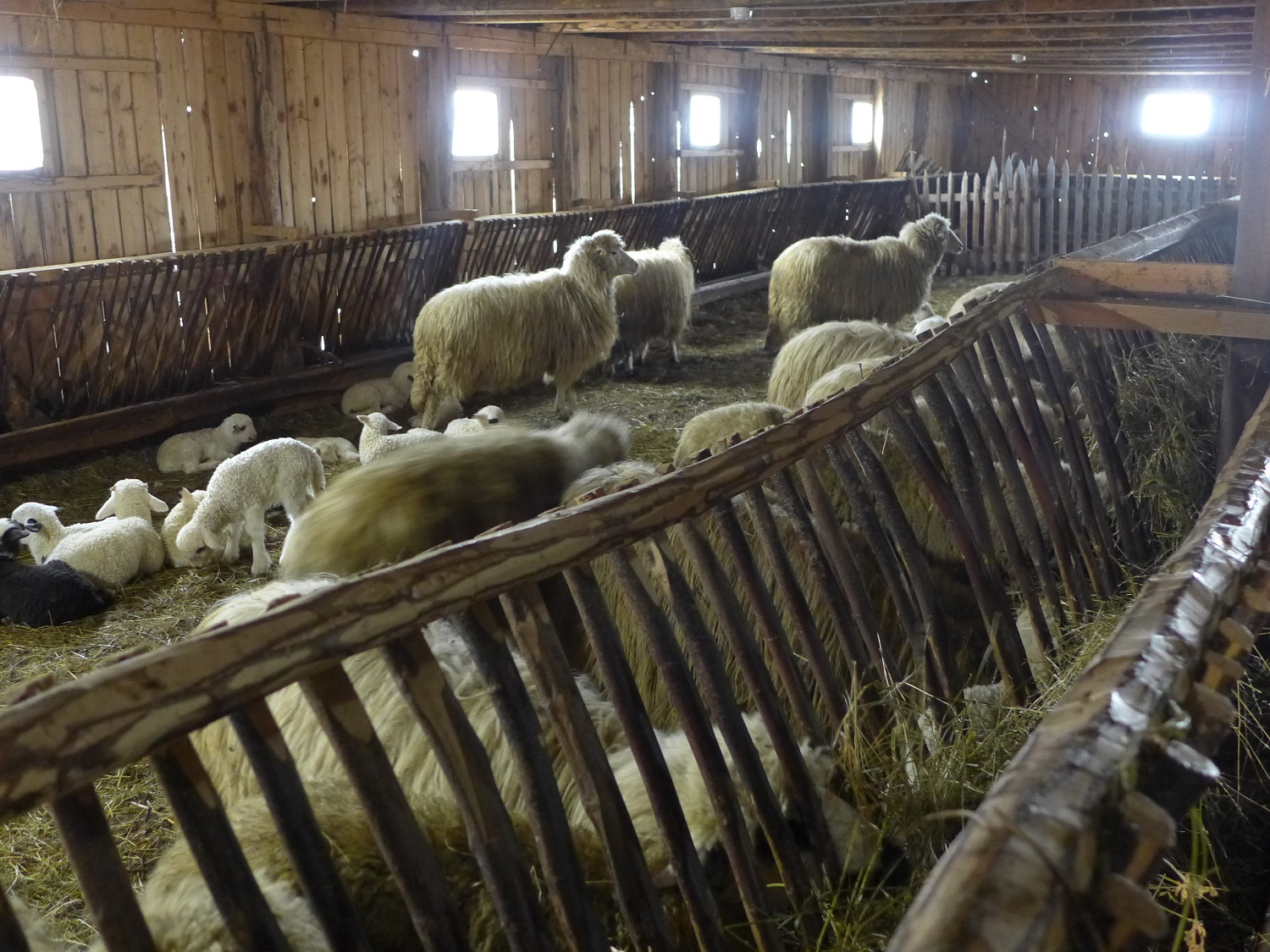 Petru élève principalement des brebis, qui produisent du lait.