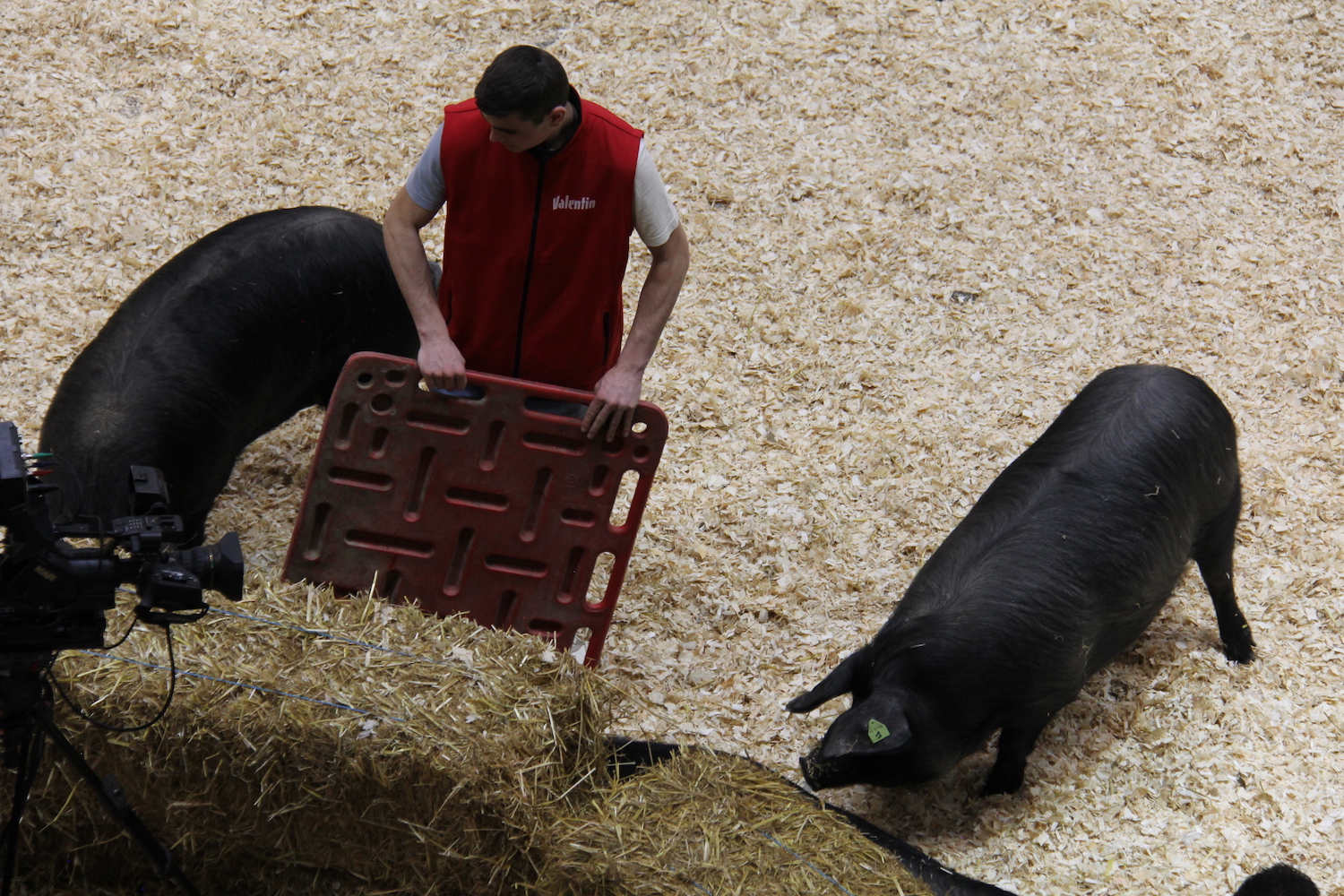 C’est au tour des porcs noirs du sud-ouest de passer devant le jury © Globe Reporters