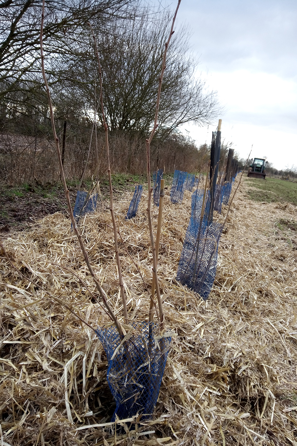 Ici, plantation de 500 arbres et arbustes (Chêne, Saule, Aulne, Noisetier, Cornouiller, Charme, Viorne Obier, Prunellier, Fusain, Troène d’Europe) à Guémappe, réalisée en janvier 2022. © Les Planteurs volontaires