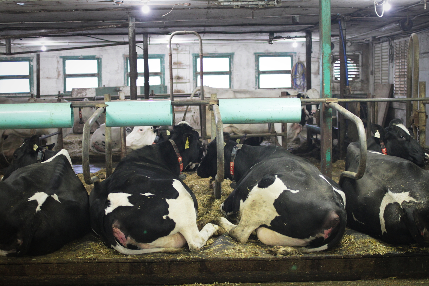 Des vaches de la ferme, au repos.