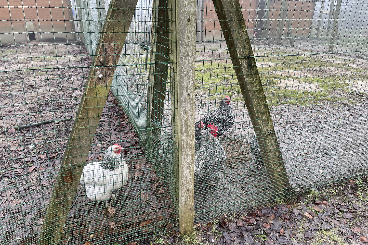 Ou encore la poule de Bourgbourg et le coucou des Flandres. © Globe Reporters