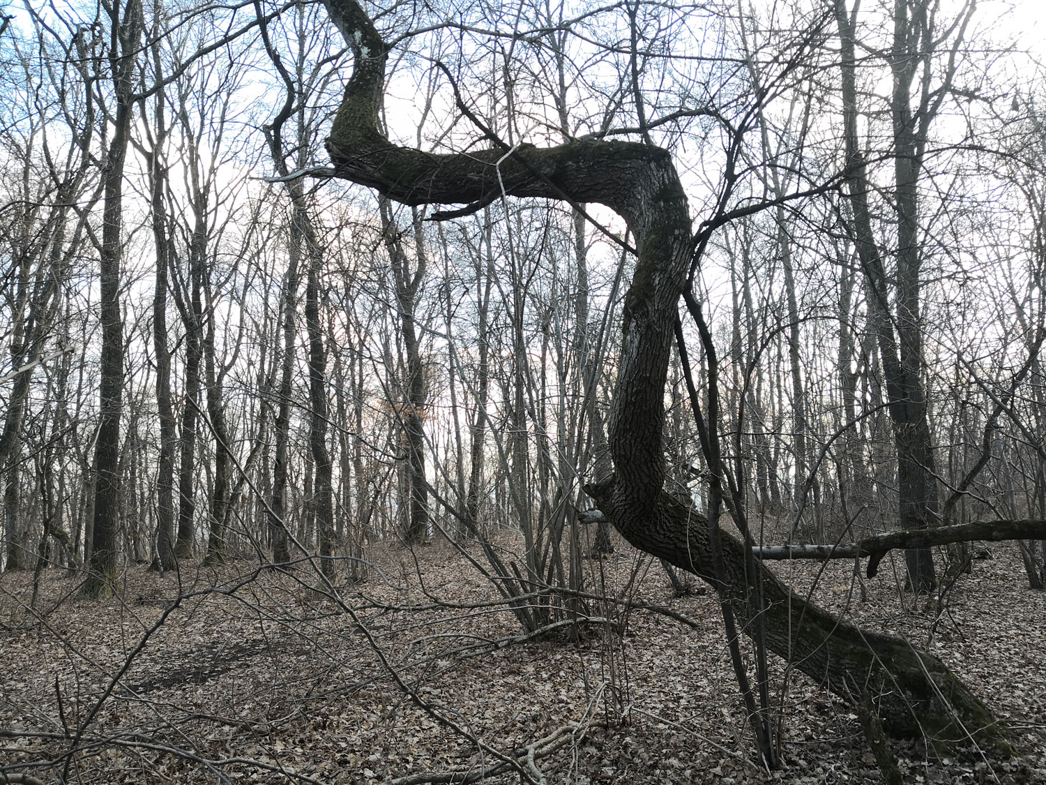 Alexandru nous montre l’un des arbres emblématiques de la forêt : l’arbre « zig zag » © Globe Reporters