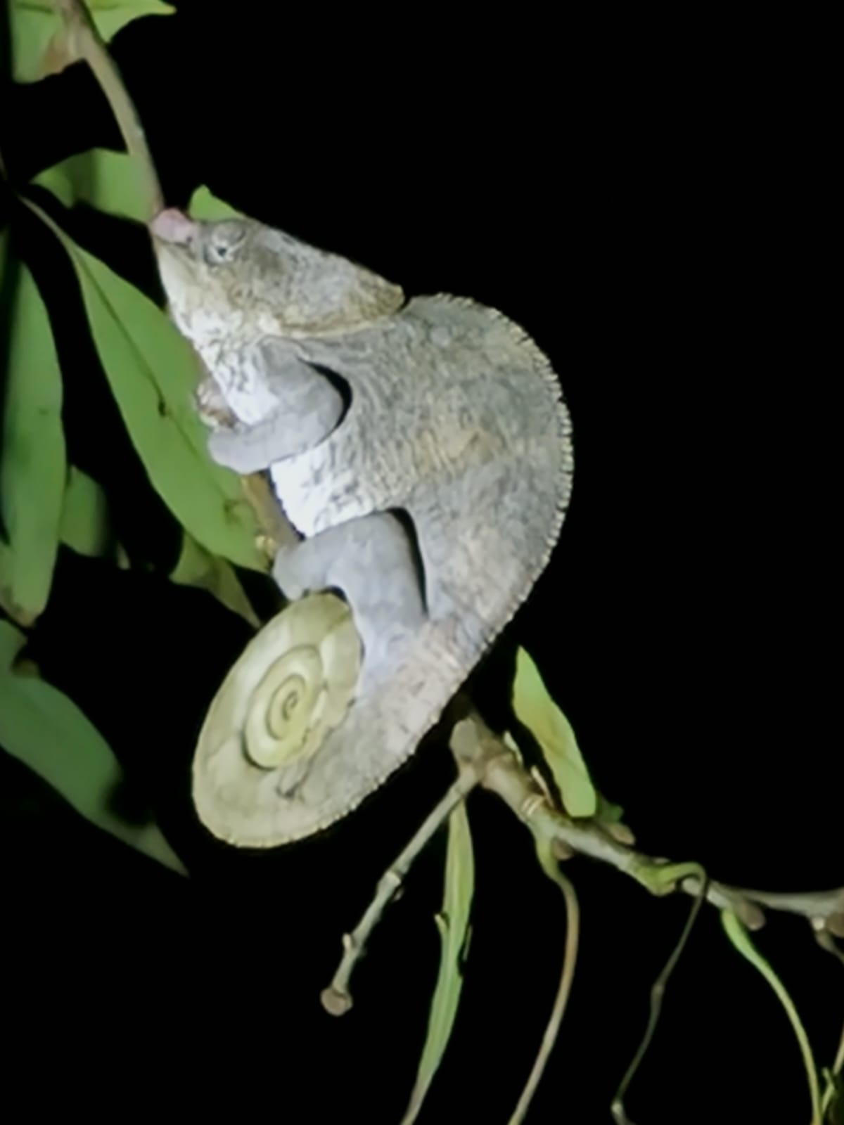 La moitié des 150 espèces de caméléon connues dans le monde entier vit à Madagascar. 59 espèces sont endémiques. Ces animaux souffrent aussi la déforestation qui fait disparaitre les arbres où ils habitent et mangent © Globe Reporters