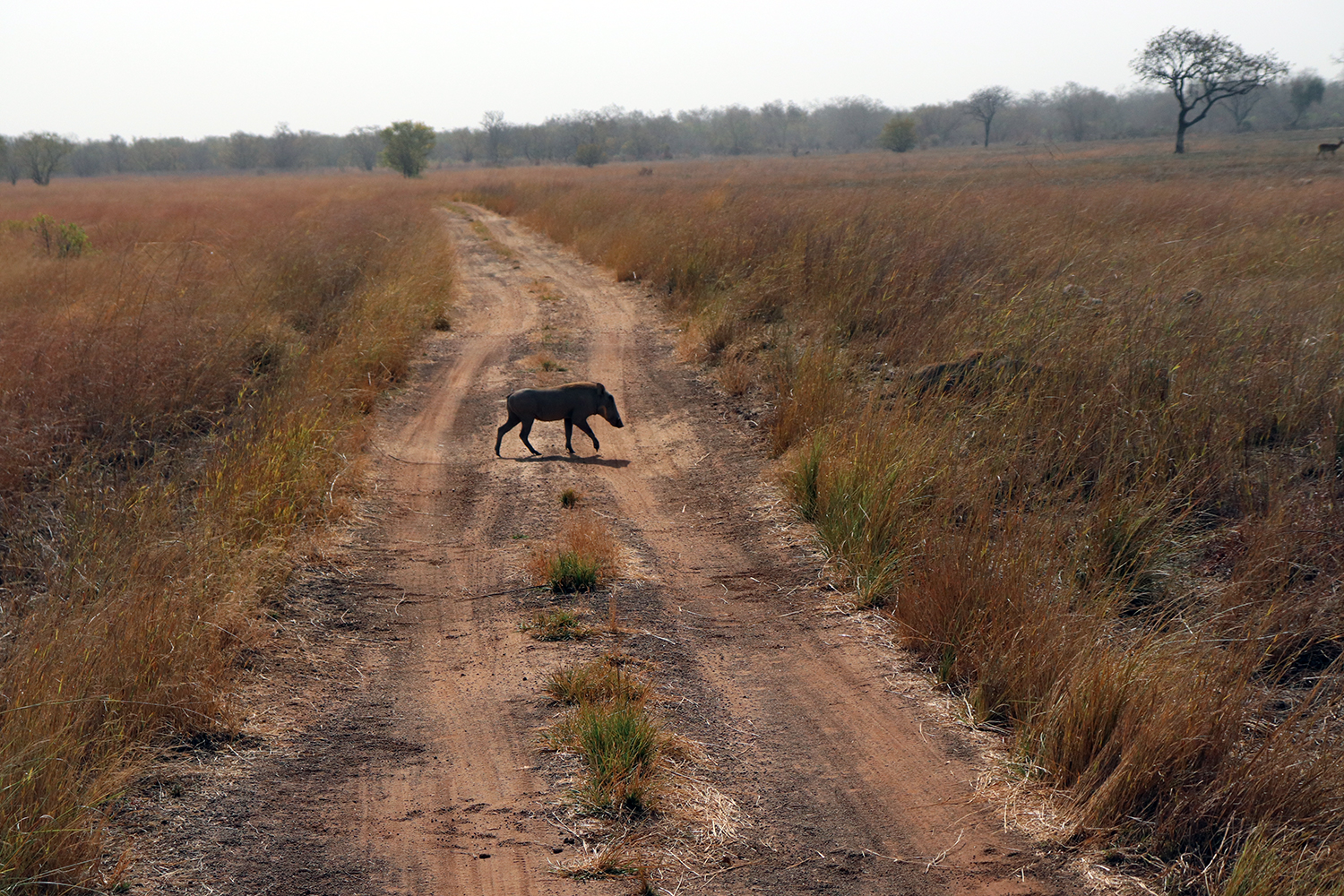 Nous visitons le parc avec une voiture qui permet de prendre les animaux en photo, comme ces ourébis quand ils croissent notre chemin. 