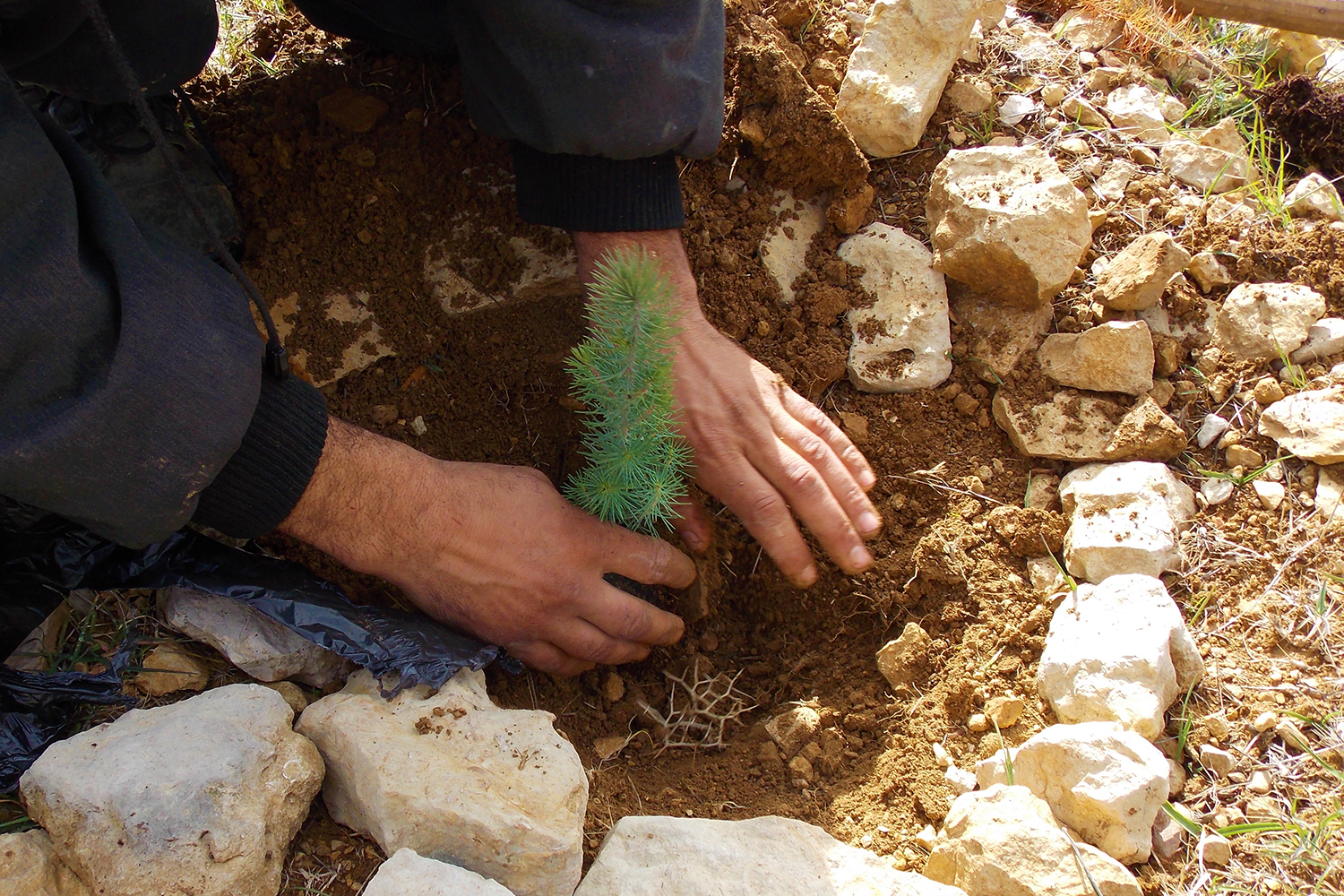 Le Shouf a mis en place une politique de reboisement afin de préserver ses forêts ©Shouf Biosphere Reserve