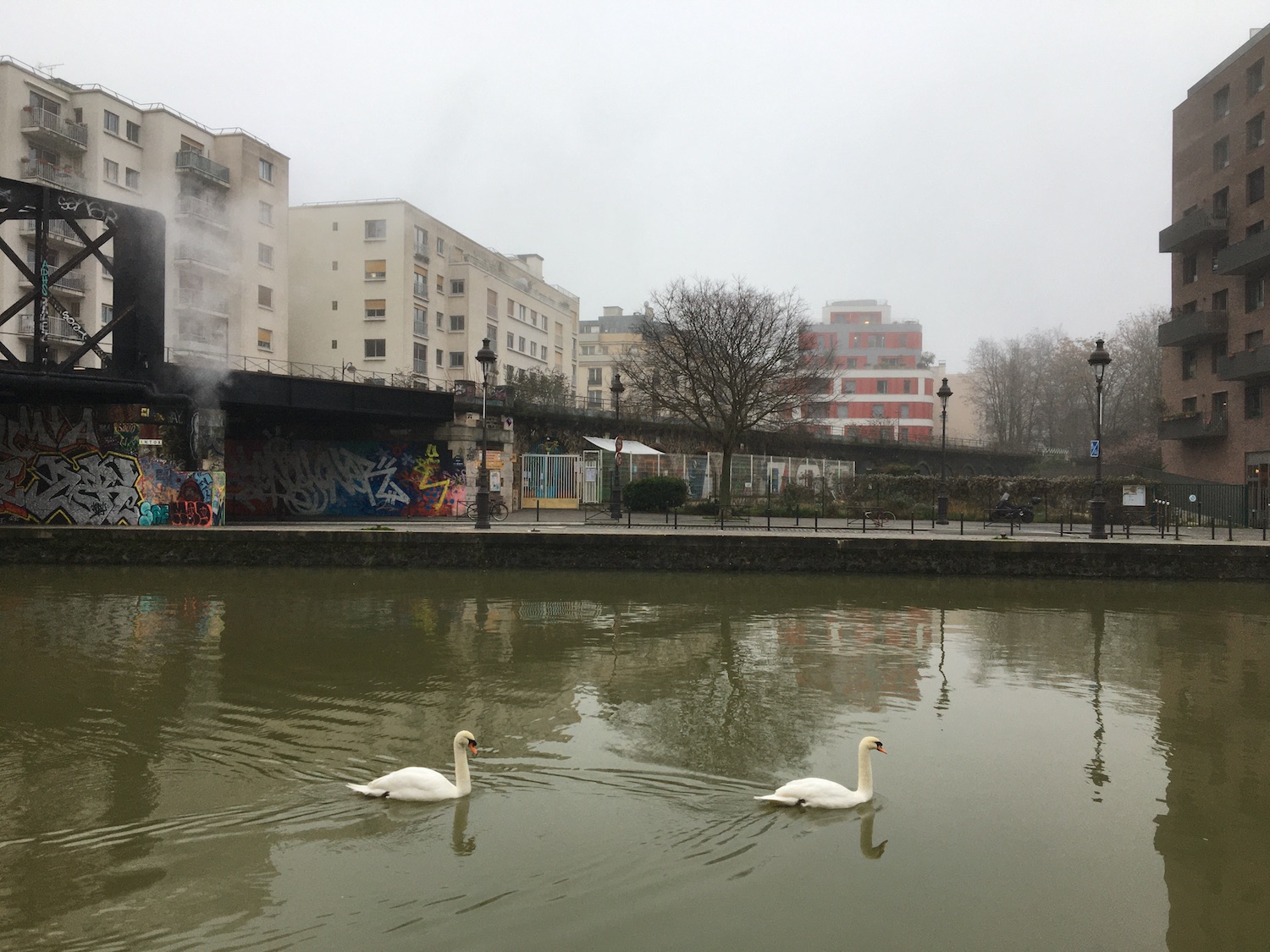 Cygnes en goguette canal de l’Ourcq © Globe Reporters