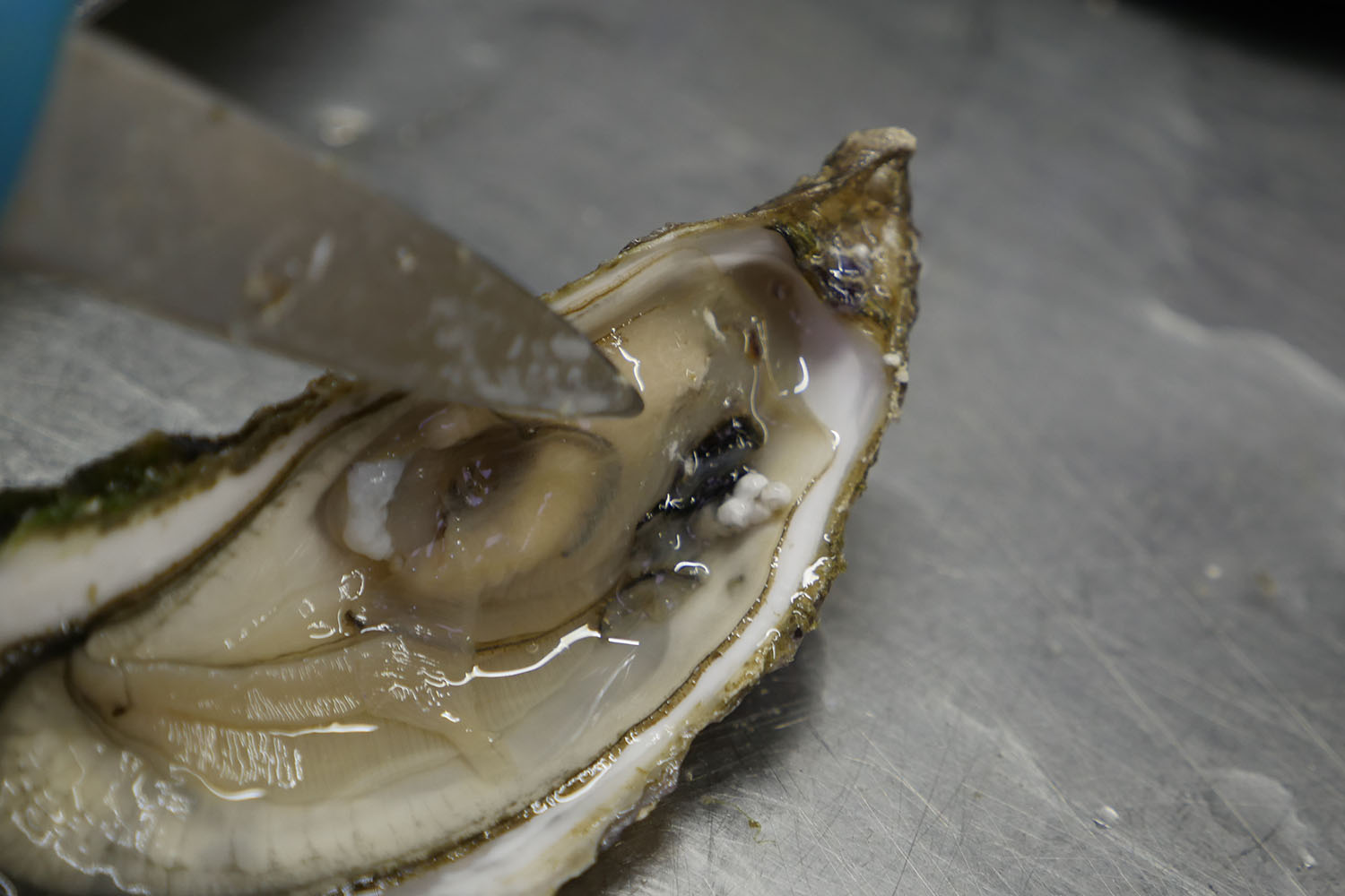 Une huitre avec plastique à Hoedic ©Lucas Blijdorp - Fondation Tara Ocean