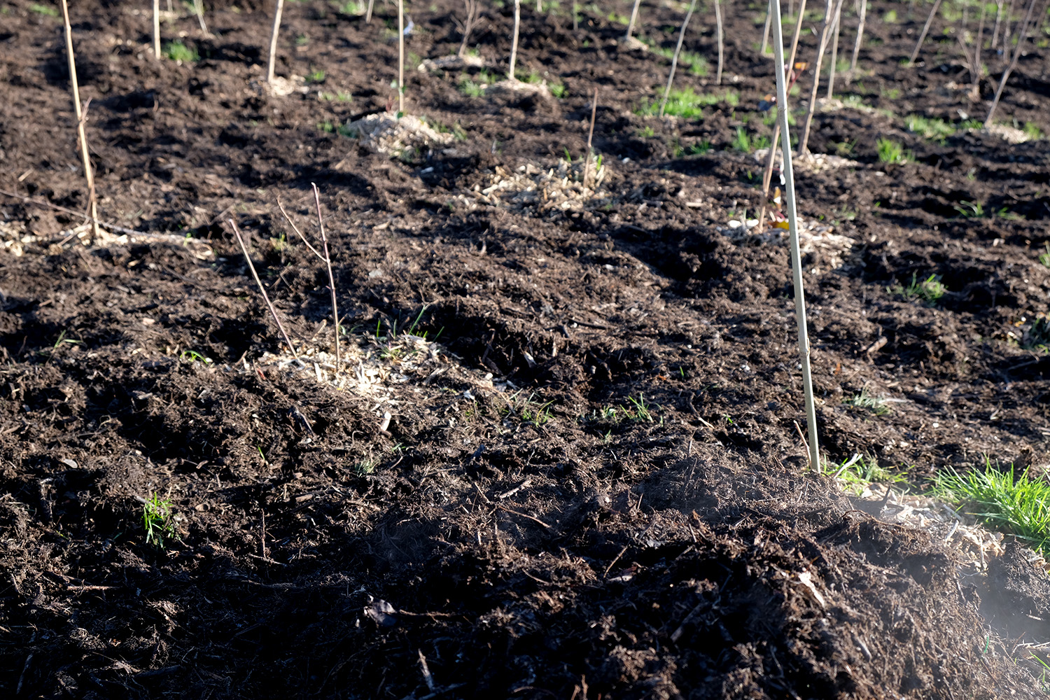 L’odeur est forte et Sidonie sentira le compost quelques heures encore après le reportage © Globe Reporters