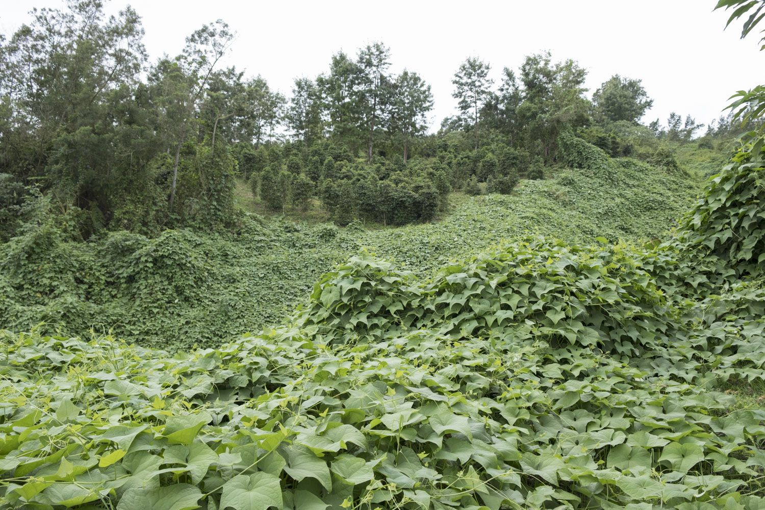 Martine montre les caféiers en haut de la petite colline. Au total, la ferme des SLITI est composée de 5 hectares de cultures.