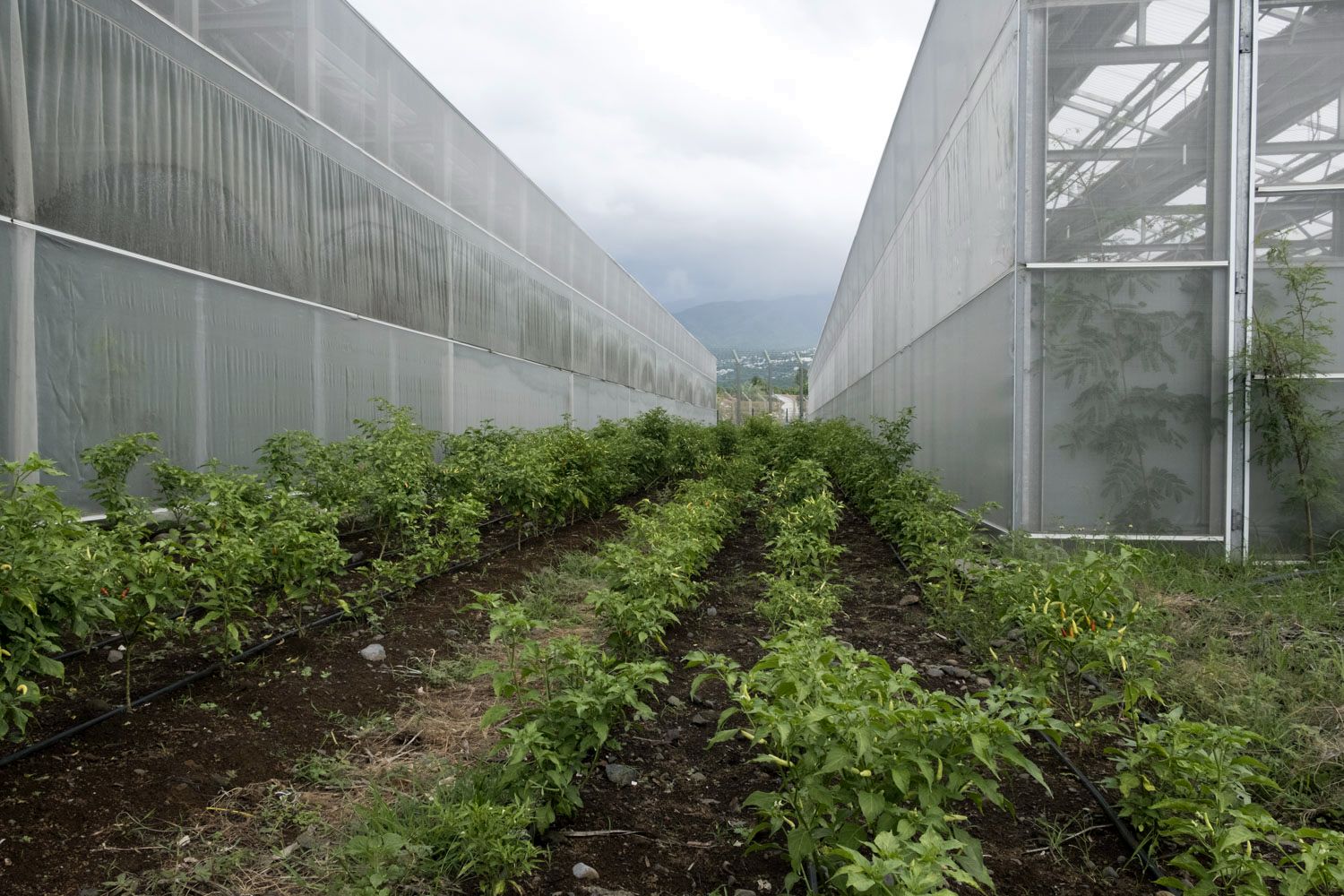 Une partie des cultures est en permaculture et une partie en horticulture. Les espaces entre les serres sont aussi plantés en permaculture.