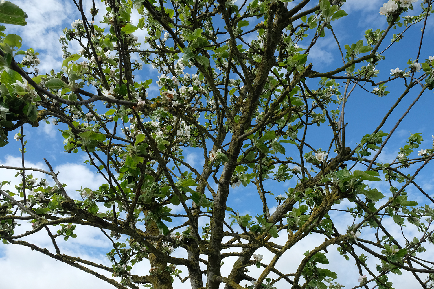 Des arbres fruitiers ont été plantés le long de la ceinture verte, un chemin pédestre tout autour de la ville. 