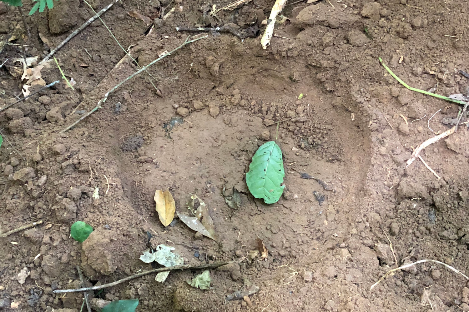 Trace de patte avant d’éléphant de forêt.