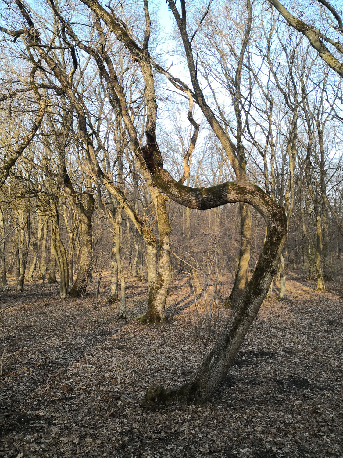 Celui-ci est surnommé l’arbre « harpe » © Globe Reporters